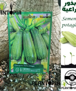 Courgette verte d'Alger graines / Semences courgette verte d'alger Maroc / Courgette Maroc / Semences courgette Maroc / Graines courgette Maroc / Graines potagères Maroc / بذور يقطين زراعية / بذور القرع الزراعية