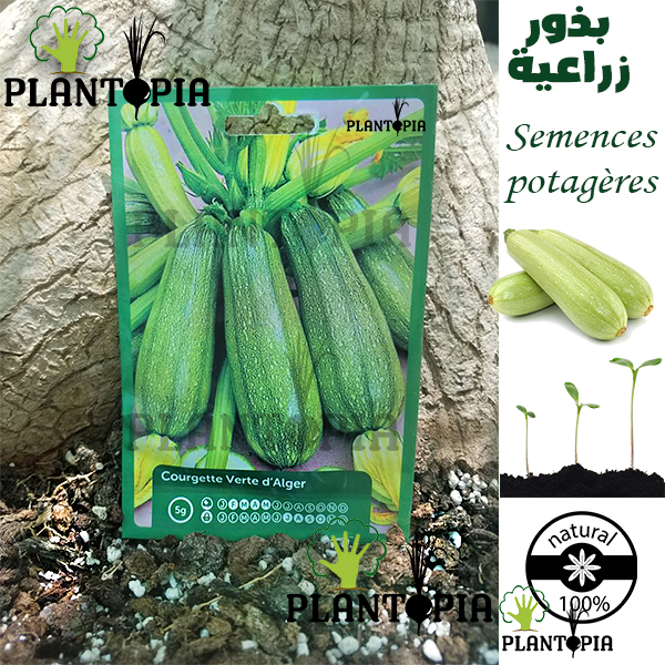 COURGETTE verte petite d'Alger - FRAIS DE PORT OFFERT Graines