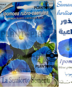 graines ipomée maroc / semences ipomée maroc / ipomée grimpante / graines ipomée / semences ipomée / fleur grimpante maroc / بذور الإيبوميا المتسلقة الزرقاء الزراعية في المغرب
