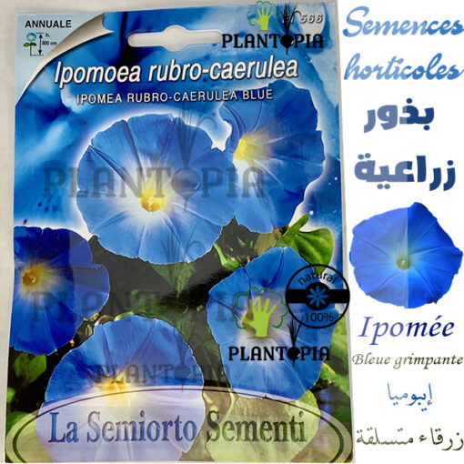 graines ipomée maroc / semences ipomée maroc / ipomée grimpante / graines ipomée / semences ipomée / fleur grimpante maroc / بذور الإيبوميا المتسلقة الزرقاء الزراعية في المغرب