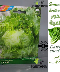 semences de laitue au Maroc / graines de salade au Maroc / graines Bio au Maroc / Semences Bio au Maroc / بذور الخس السكري الزراعية في المغرب