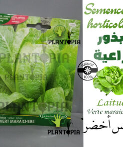 Semences de laitue / Laiture verte Maraichère / Graines bio Maroc / Semences Bio Maroc / بذور الخس زراعية في المغرب