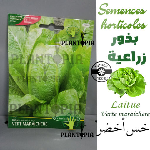 Semences de laitue / Laiture verte Maraichère / Graines bio Maroc / Semences Bio Maroc / بذور الخس زراعية في المغرب