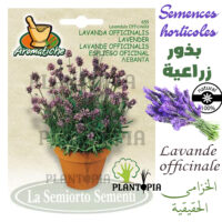 Semences de lavande Maroc / Graines Lavande Maroc / Vraie Lavande Officinale / Graines Bio Maroc / Semences Bio Maroc / بذور الخزامى العطرية الحقيقية الزراعية في المغرب