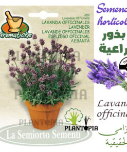 Semences de lavande Maroc / Graines Lavande Maroc / Vraie Lavande Officinale / Graines Bio Maroc / Semences Bio Maroc / بذور الخزامى العطرية الحقيقية الزراعية في المغرب