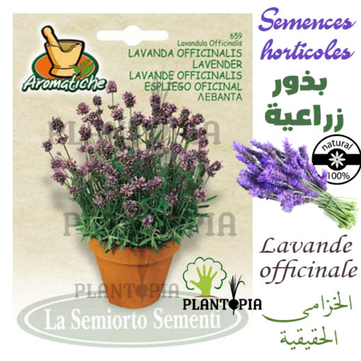 Semences de lavande Maroc / Graines Lavande Maroc / Vraie Lavande Officinale / Graines Bio Maroc / Semences Bio Maroc / بذور الخزامى العطرية الحقيقية الزراعية في المغرب