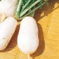 Semences de navet blanc marteau au Maroc / Graines Navet Marteau Maroc / Graines légumes Bio Maroc / Semences potagères au Maroc / Graines potagères Maroc / Navet Maroc / بذور زراعية اللفت الأبيض المطرقة في المغرب