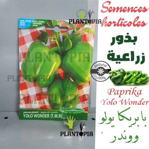 semences bio maroc / graines bio maroc / paprika maroc / yolo wonder / vendeur de graines maroc / site vente graines maroc / بذور الفلفل بابريكا يولو وندر الزراعية في المغرب