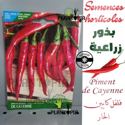Semences bio Maroc / Graine spiment de cyanne au Maroc / Piment Cayenne Chili Maroc / بذور الفلفل الحار الزراعية في المغرب