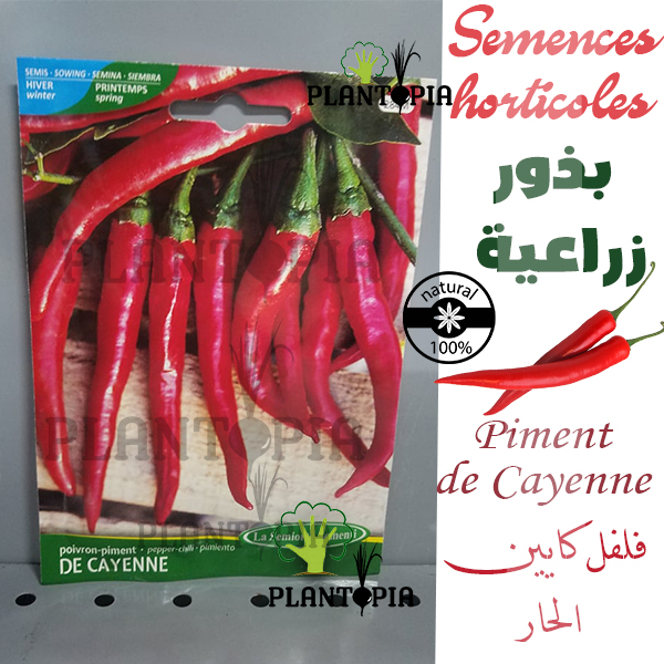 Graines & Semences de variété ancienne Piment de Cayenne - Plantopia