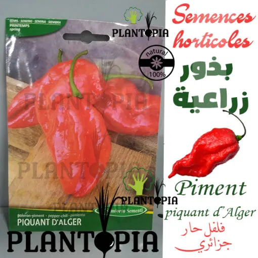 achat graines maroc / vente graines maroc / achat semences maroc / vente semences maroc / piment piquant d'Alger / semences piment bio maroc / بذور الفلفل الحار الجزائري الزراعية في المغرب