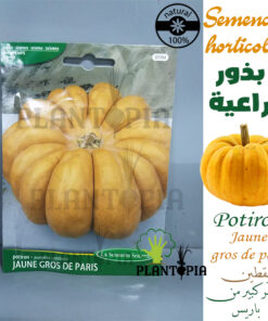 graines potiron gros jaune de Paris / Courge Maroc / Semences bio Maroc / بذور اليقطين الزراعية في المغرب