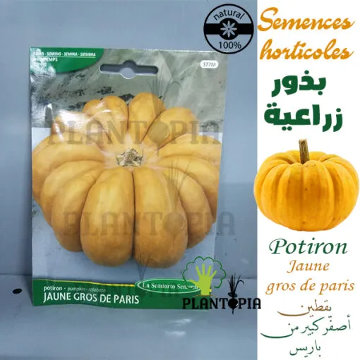 graines potiron gros jaune de Paris / Courge Maroc / Semences bio Maroc / بذور اليقطين الزراعية في المغرب