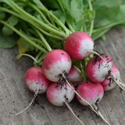 Semences Radis National - Graines de radis au Maroc - Radis Bio - بذور زراعية للفجل في المغرب
