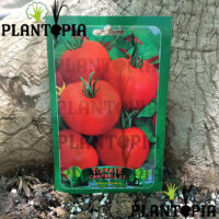 Tomate Campbell 33 Maroc - Semences de tomate au Maroc - Graines de tomate campbell 33 / بذور زراعية طماطم كامبيل 33 في المغرب