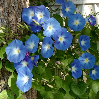 graines ipomée maroc / semences ipomée maroc / ipomée grimpante / graines ipomée / semences ipomée / fleur grimpante maroc / بذور الإيبوميا المتسلقة الزرقاء الزراعية في المغرب