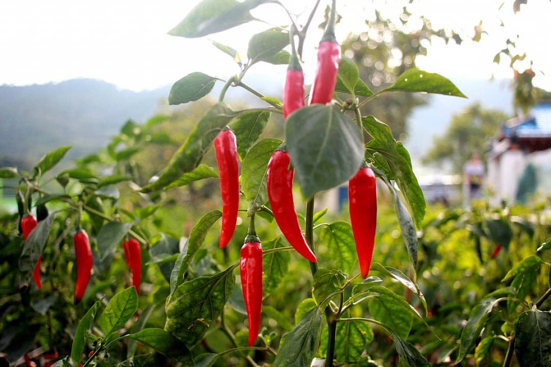 Piment De Cayenne Bio