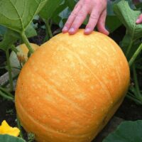 graines potiron gros jaune de Paris / Courge Maroc / Semences bio Maroc / بذور اليقطين الزراعية في المغرب