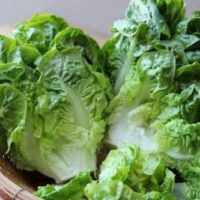 semences de laitue au Maroc / graines de salade au Maroc / graines Bio au Maroc / Semences Bio au Maroc / بذور الخس السكري الزراعية في المغرب