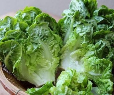 semences de laitue au Maroc / graines de salade au Maroc / graines Bio au Maroc / Semences Bio au Maroc / بذور الخس السكري الزراعية في المغرب