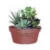 Prix bol plantes Maroc | Bol spécial Bonsaï, Succulentes, Cactées et compositions couleur Rouge Sombre | اصيص بونساي، عصاريات و صباريات