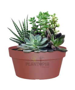 Prix bol plantes Maroc | Bol spécial Bonsaï, Succulentes, Cactées et compositions couleur Rouge Sombre | اصيص بونساي، عصاريات و صباريات