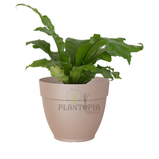 Campana Maroc | Pot campana | prix pot maroc | vendeur pot maroc | acheter pot maroc | pot jardin maroc | pot plante maroc | اصيص محبق نباتات كرة في المغرب