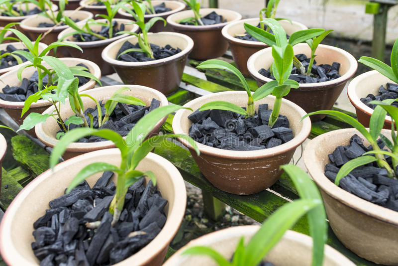 Le charbon pour les plantes. Solution contre le pourrissement des racines