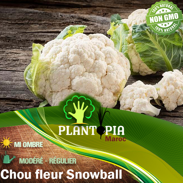Semences potagères chou fleur snowball | chou fleur boule de neige Maroc | graines chou fleur Maroc | بذور قرنبيط شيفلور صنف كرة الثلج للزراعة في المغرب