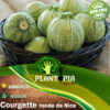 Graines courgette ronde de nice | semences courgette maroc | graines courgette maroc | courgette ronde de nice Maroc | courge maroc | بذور القرع الفرنسي في امغرب | بذور كورجيع المغرب | كورجيت | يقطين مدور فرنسي في المغرب | بيع البذور الزراعية في المغرب