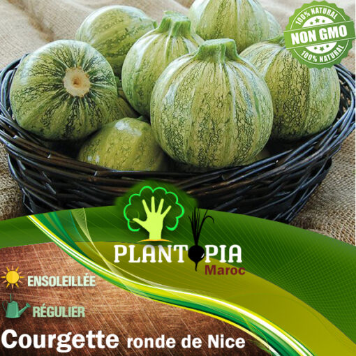 Graines courgette ronde de nice | semences courgette maroc | graines courgette maroc | courgette ronde de nice Maroc | courge maroc | بذور القرع الفرنسي في امغرب | بذور كورجيع المغرب | كورجيت | يقطين مدور فرنسي في المغرب | بيع البذور الزراعية في المغرب