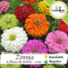 Graines de Zinnia fleurs de dahlia au Maroc | semences zinnia Maroc | fleurs de dalia Maroc | fleurs de dahlia Maroc | بذورالزينيا ازهار الداليا في المغرب