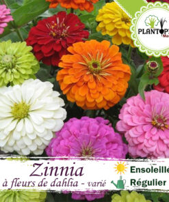 Graines de Zinnia fleurs de dahlia au Maroc | semences zinnia Maroc | fleurs de dalia Maroc | fleurs de dahlia Maroc | بذورالزينيا ازهار الداليا في المغرب