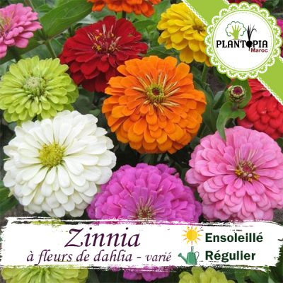 Graines de Zinnia fleurs de dahlia au Maroc | semences zinnia Maroc | fleurs de dalia Maroc | fleurs de dahlia Maroc | بذورالزينيا ازهار الداليا في المغرب