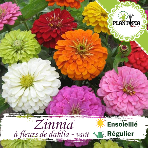 Semences florales Zinnia à fleurs de Dahlia - Plantopia Maroc