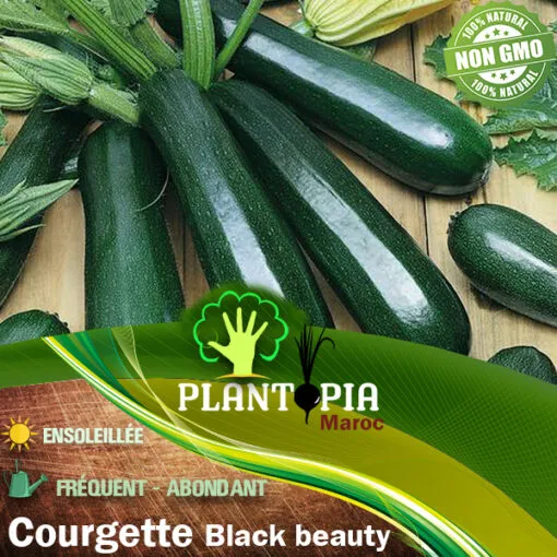 semences courgette black beauty maroc / graines maroc / semences maroc / courgette black beauty / black beauty maroc / بذور القرع اليقطين للزراعة في المغرب