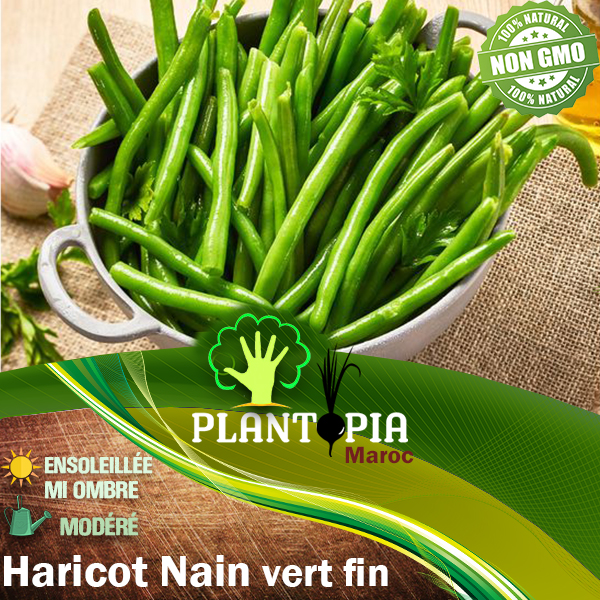 Semences Haricot vert Maroc | Haricot vert nain Maroc | graines haricot vert nain Maroc | بذور الفصولياء اللوبيا في المغرب للزراعة