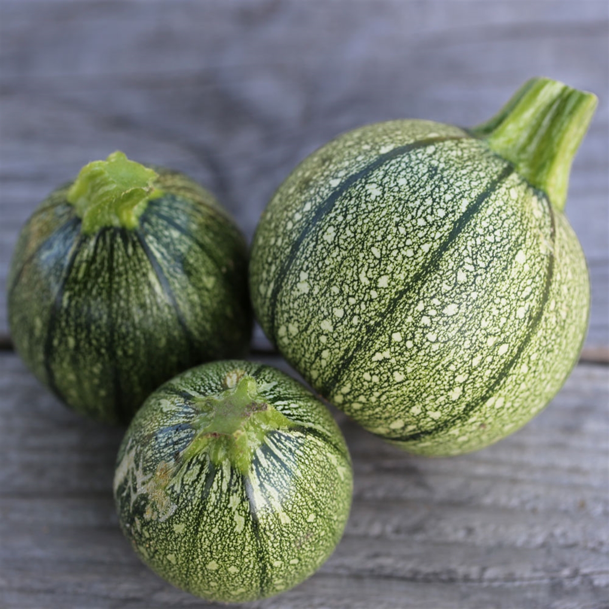 COURGETTE VERTE PETITE D'ALGER AB