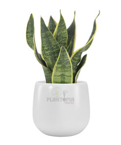 pot céramique maroc | pot jardin maroc | محبق النباتات من السيراميك في المغرب