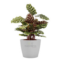 Pot au Maroc | Pot céramique plantes Maroc | Pot en céramique pour plantes au Maroc | محبق من السيراميك للنباتات في المغرب
