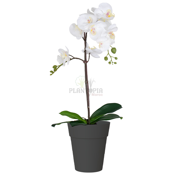 Pot Orchidées - 15 cm - Anthracite - Plantopia Maroc