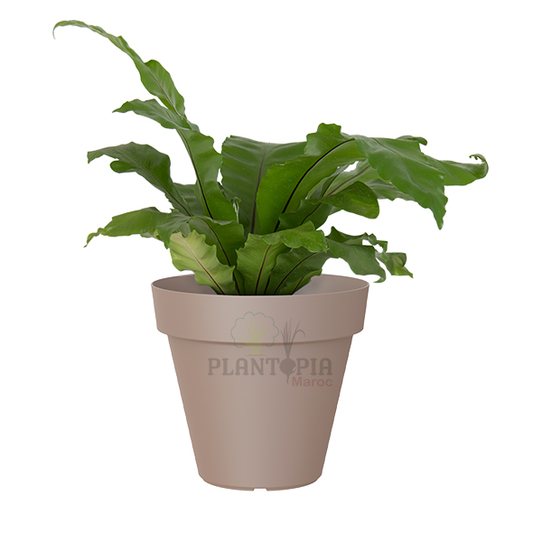 Pot Orchidées - 15 cm - Anthracite - Plantopia Maroc