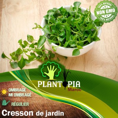 cresson maroc / semences cresson maroc / graines cresson maroc / cresson de jardin / aromatique maroc / بذور حب الرشاد المزروع للحديقة في المغرب