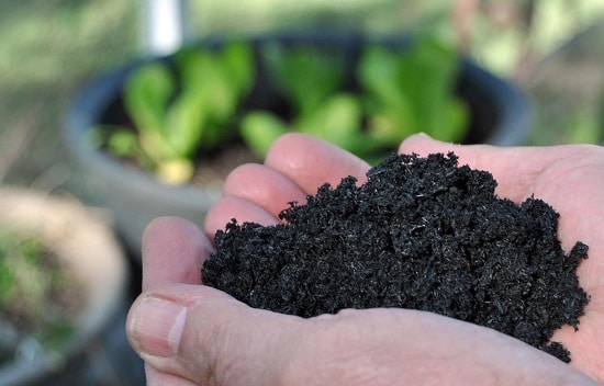 Le charbon pour les plantes. Solution contre le pourrissement des racines