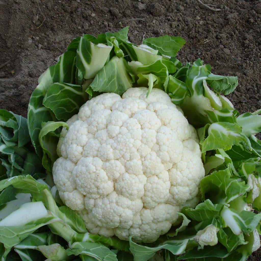 Boulette De Chou Fleur Chou Boulettes Fourneauxetfourchettes Boulette 24 Semences potagères "Chou Fleur Snow Ball" - Plantopia Maroc