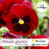 graines pensée rouge au Maroc | semences pensée rouge suisse Maroc | pensée Maroc | fleur de pensée Maroc | بذور بانسيه احمر سويسرا في المغرب