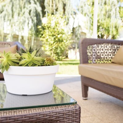 Bol plantation Maroc | Pot bonsaï Maroc | Pot succulente Maroc | Pot cactus Maroc | Pot composition Maroc | Plants Bowl Morocco [ Bonsaï Maroc | اصيص بونساي في المغرب