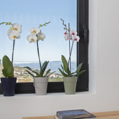 Pot orchidées Maroc | Pot orchid maroc | Pot pour orchidées au Maroc | محبق اصيص الاوركيديا في المغرب