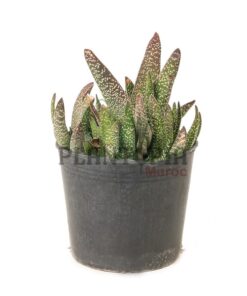 Aloès Gasteria Maroc | Aloès Maroc | Aloe Maroc | Aloe Gasteria Maroc | ألوي غاستيريا صغيرة في المغرب