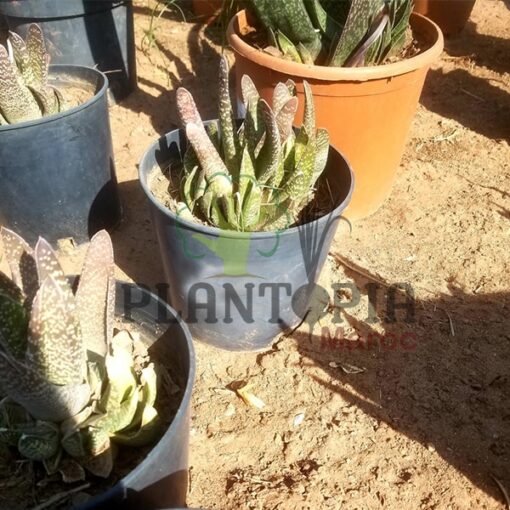 Gasterie nitida Maroc | Aloès Gasteria Nitida Maroc | ألوي غاستيريا صغيرة في المغرب